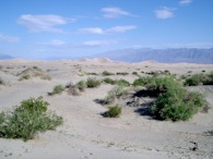 423916863 Death Valley, Mesquite Sand Dunes and shrubs